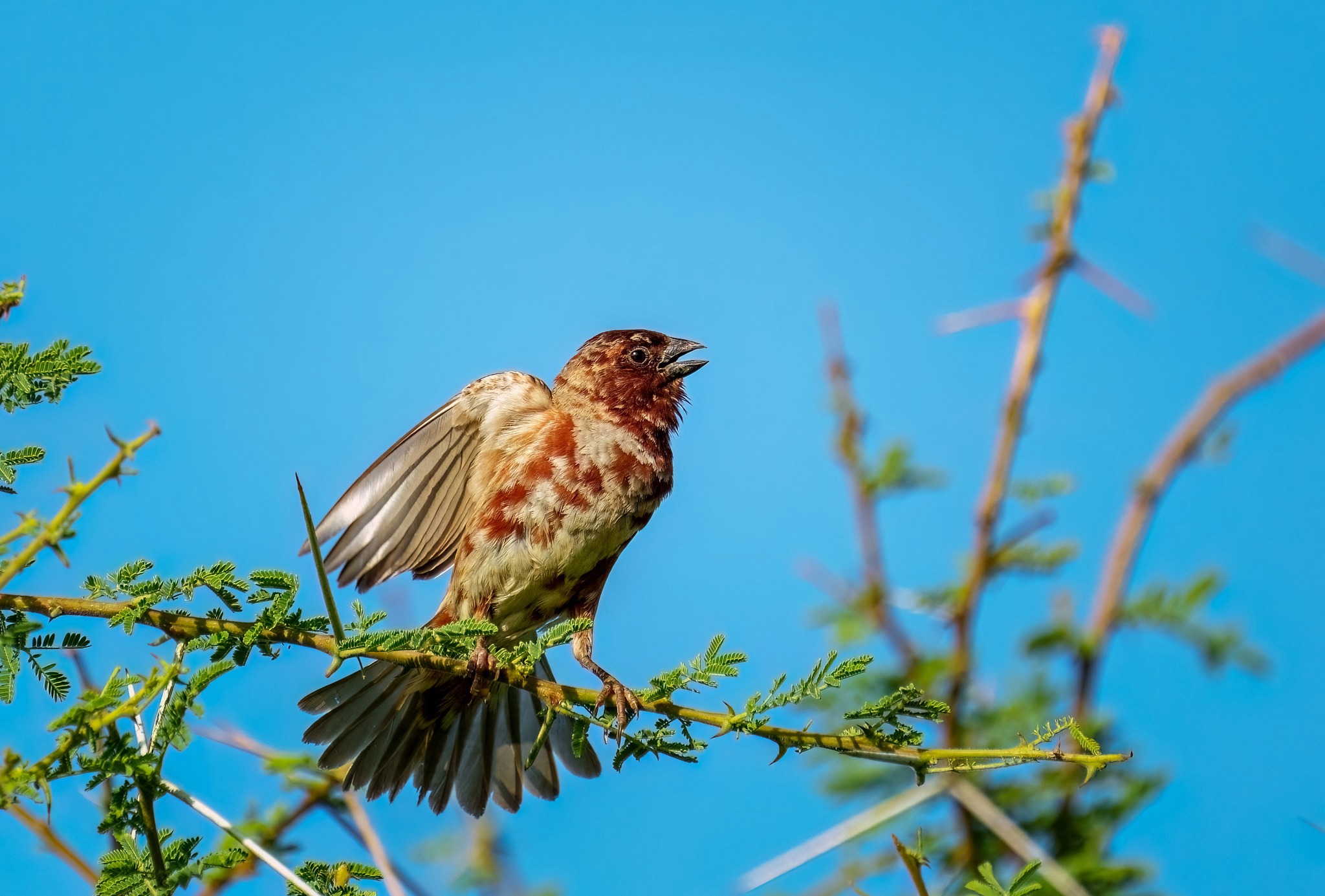 Chestnut Sparrow perched on a branch